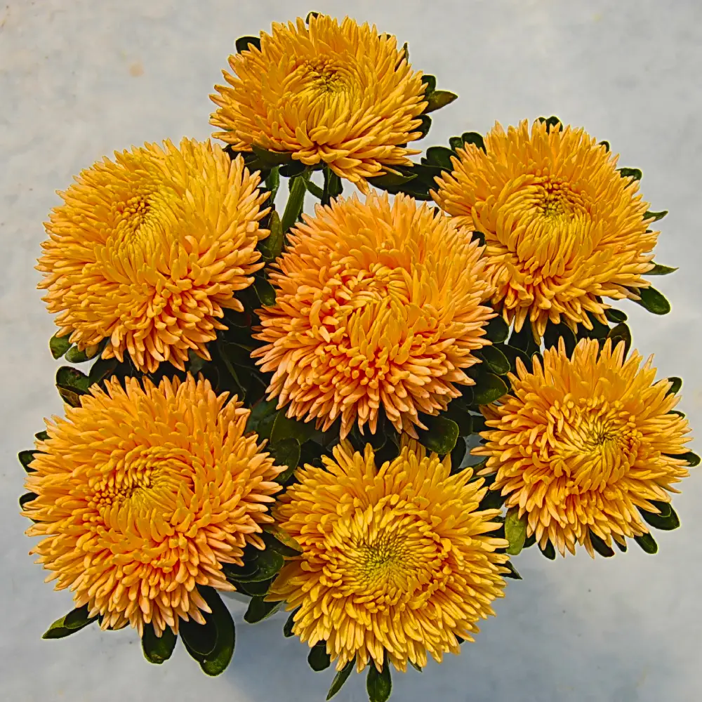 Насіння Айстри Сірінга помаранчева F1, 0.1г, Satimex, Німеччина, Професійне насіння 2