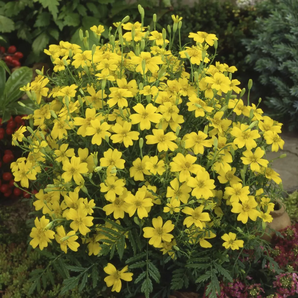 Семена бархатцев мелкоцветных Сигнет, лимонные, 0.2г, Hem, Голландия, Професійне насіння 2