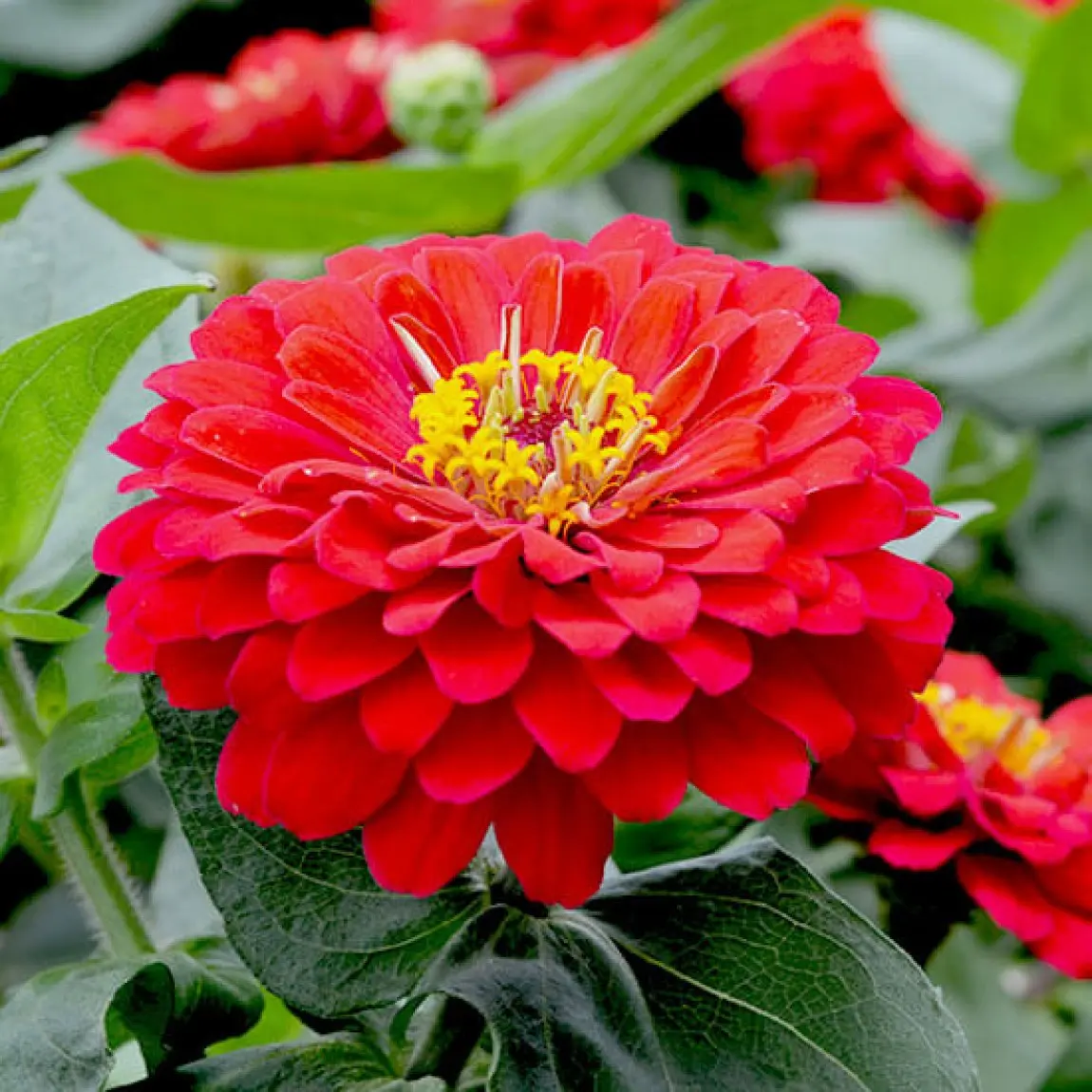 Насіння цинії Супер йога, червона, 0.5 г, Hem, Голландія, Садиба Центр 2