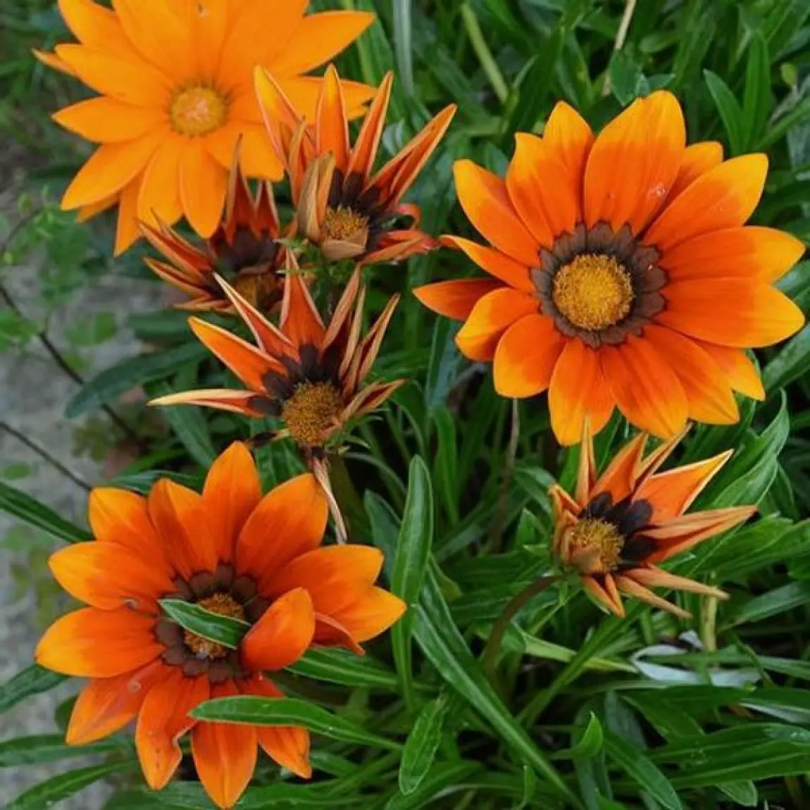 Насіння газании Промеза, помаранчева з обідком, 10шт, Hem, Голландія, Садиба Центр 2