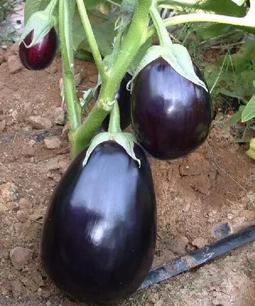 Насіння баклажана Перфекшен F1, 30 шт, United Genetics, Італія, Насіння Pro seeds 2