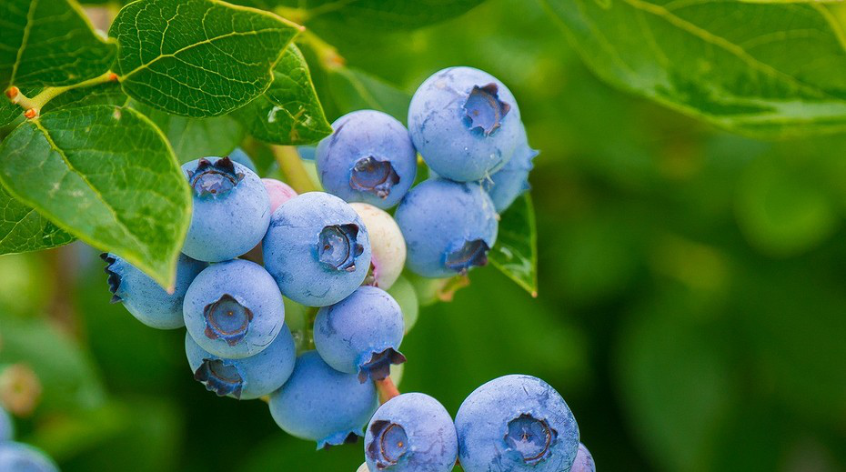 Комплексне мінеральне добриво Майстер-Агро Florcolor (Флорколор) NPK 17.13.14, 25 г 3