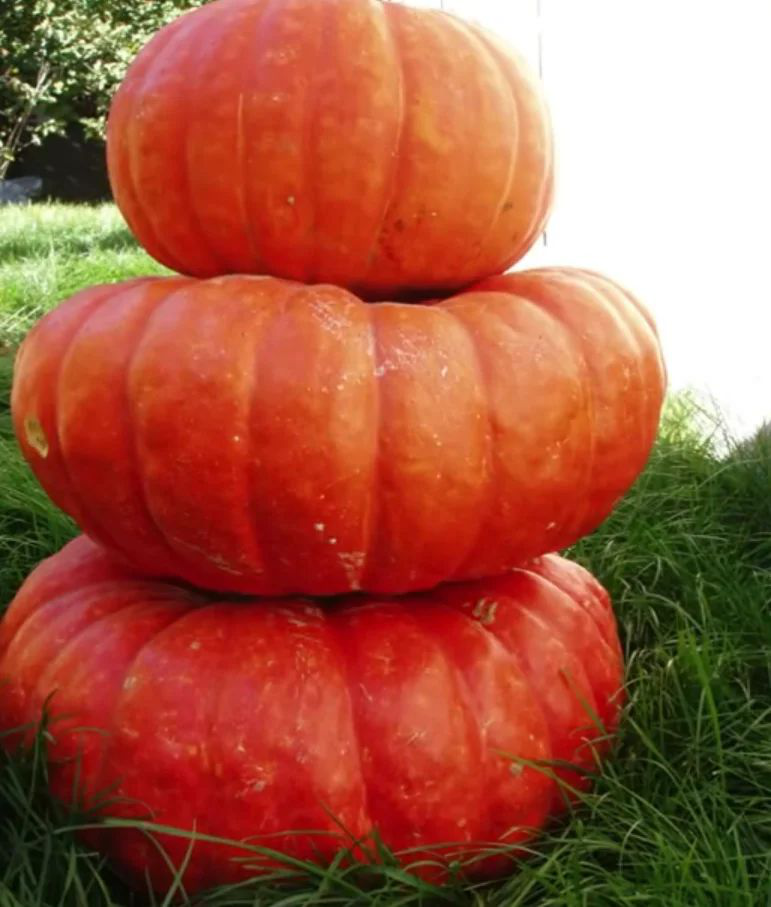 Насіння гарбуза Руж Віф де Тамп, 5шт, Tezier, Франція, насіння Леда Агро 2