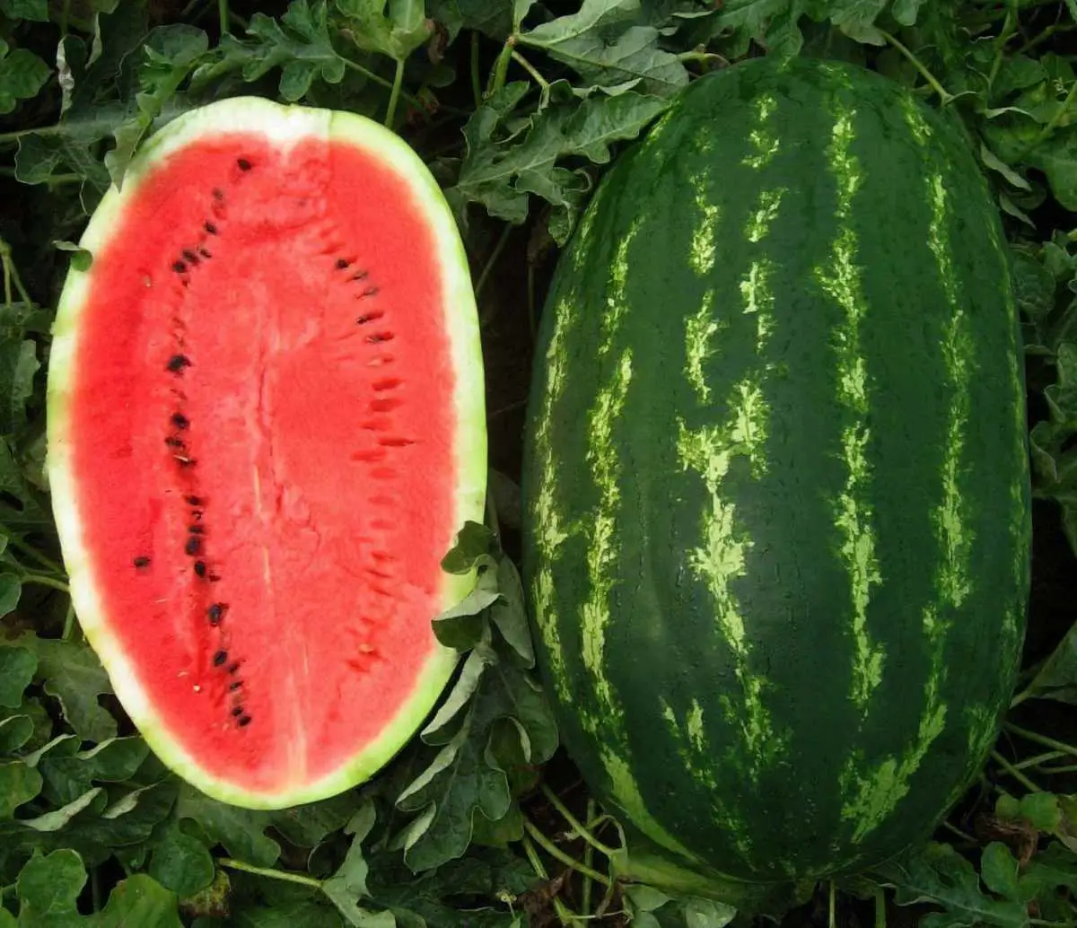 Насіння кавуна Карнаката (Карнак) F1, 8шт, United Genetics, Італія, Насіння Pro seeds 2