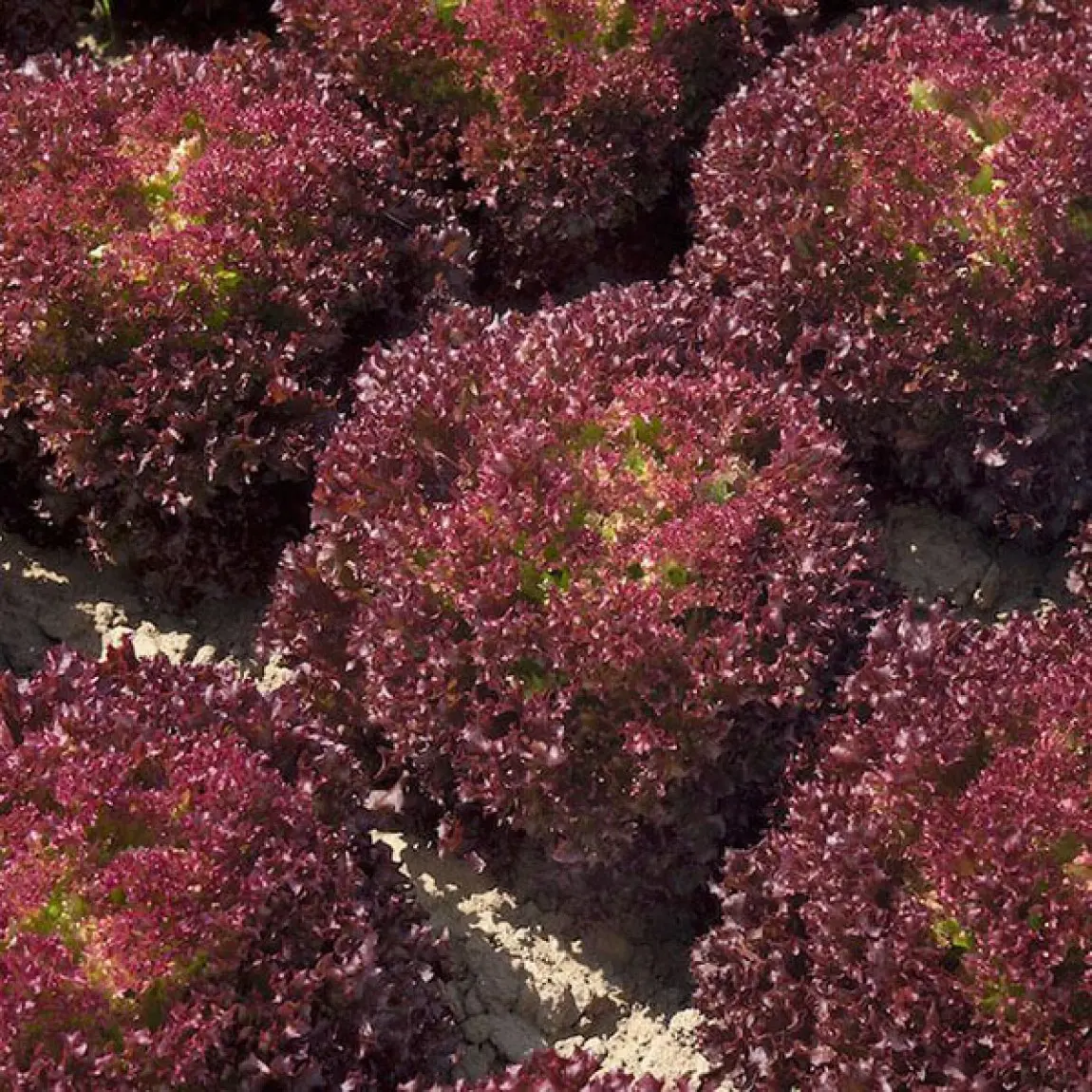 Насіння салату Туска, 30шт, Enza Zaden, Голландія, насіння Садиба Центр 2