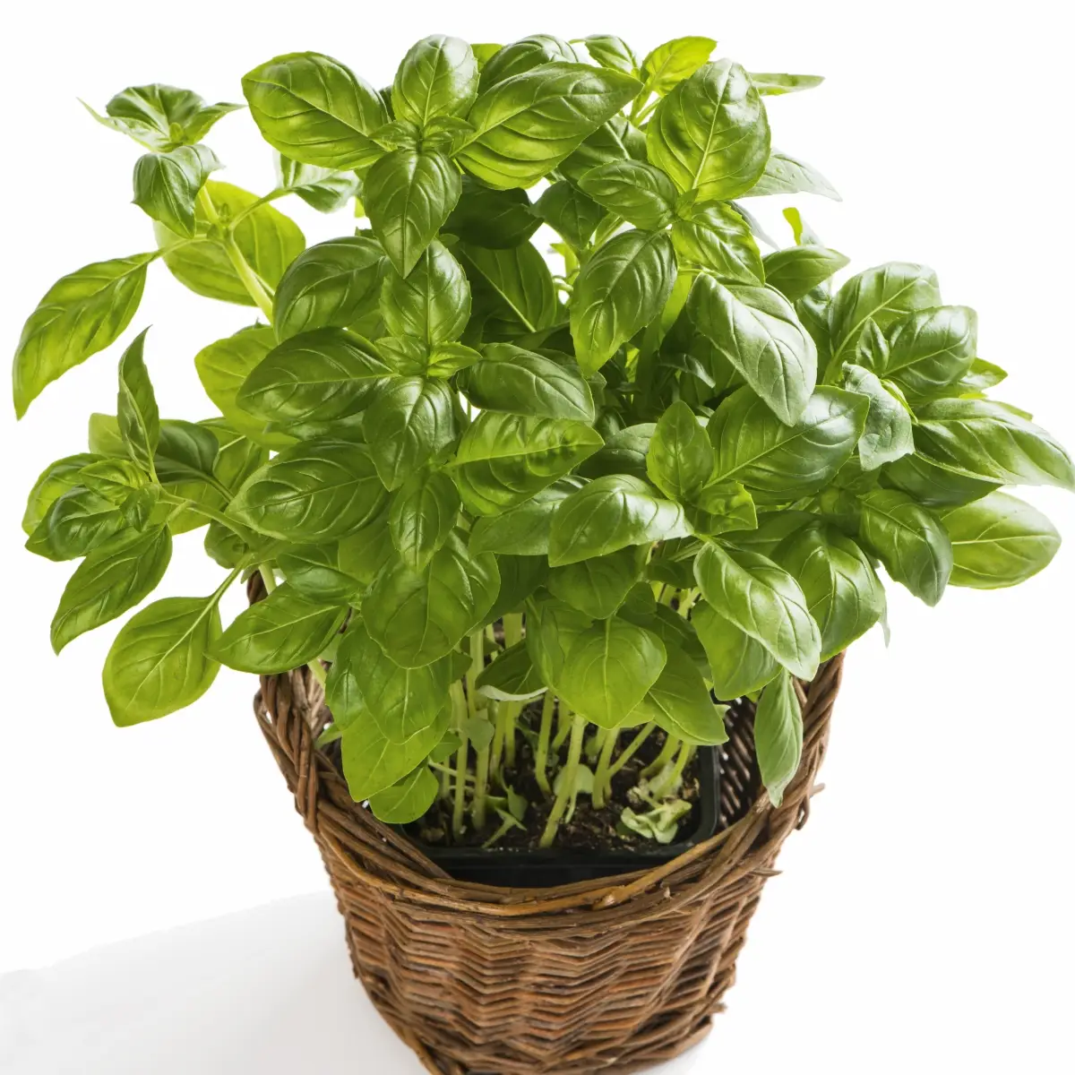 Семена базилика комнатного Смарагд, 0.3г, Satimex, Германия, Професійне насіння 2