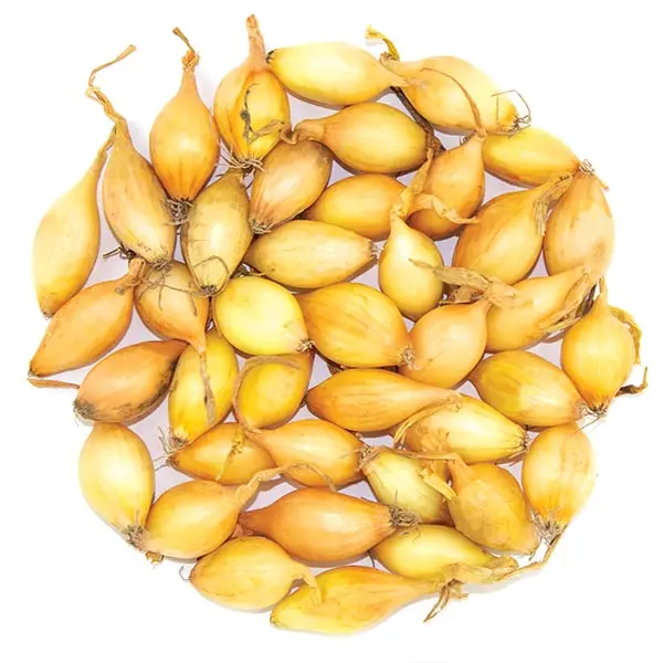 Насіння цибулі-сіянки Коррадо, 1кг, Top Onions, Голландія 1