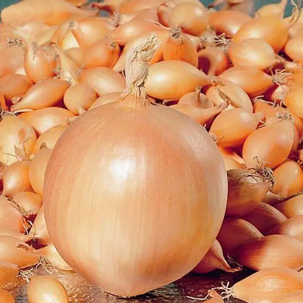 Насіння цибулі-сіянки Коррадо, 1кг, Top Onions, Голландія 2
