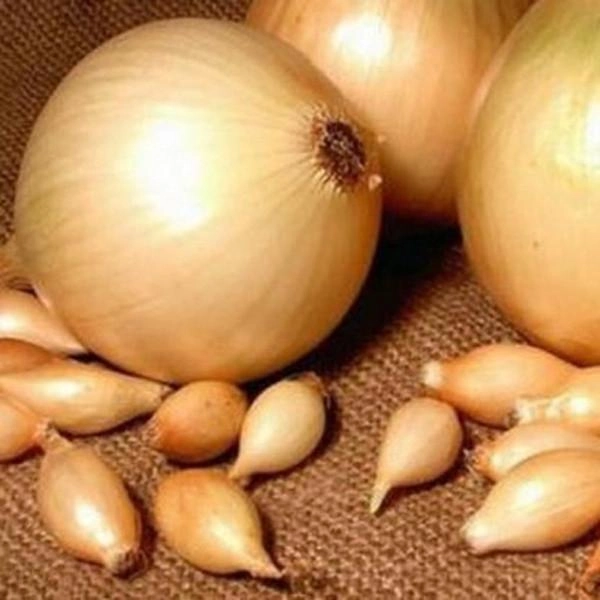 Насіння цибулі-сіянки Купыдо, 1кг, Top Onions, Голландія 2
