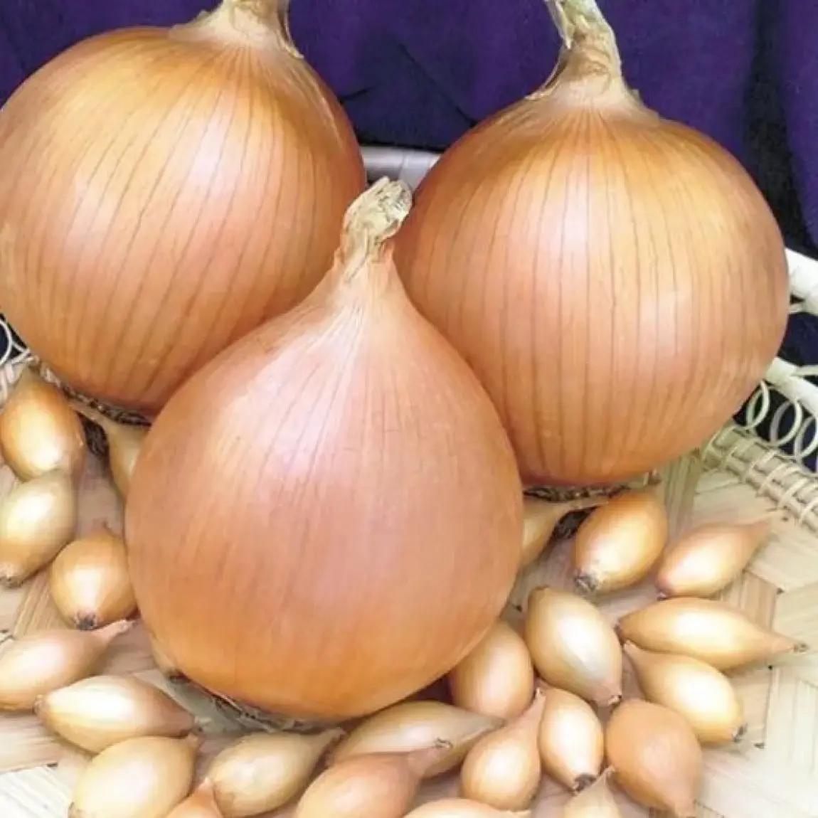 Семена лука-севка Стурон, 1кг, Top Onions, Голландия
