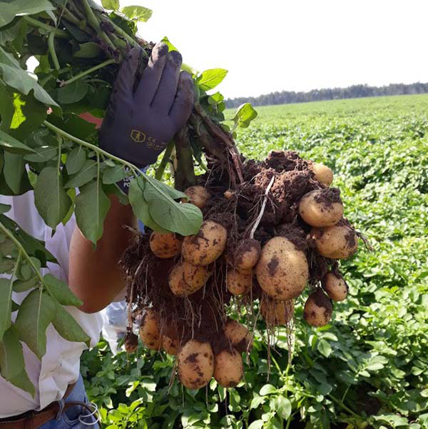 Насіннєва картопля Королева Анна, 1 репродукція (сітка) Solana, 2.5кг 3