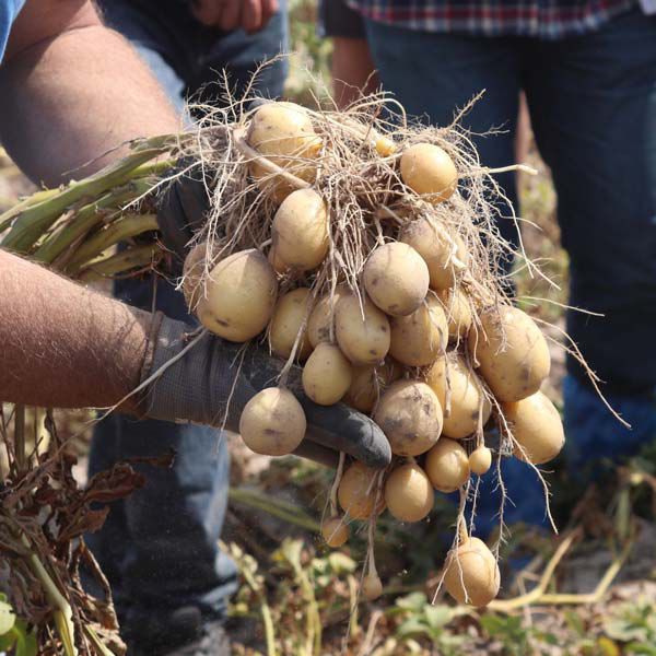 Насіннєва картопля Королева Анна, 1 репродукція (сітка) Solana, 2.5кг 4