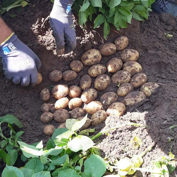 Насіннєва картопля Королева Анна, 1 репродукція (сітка) Solana, 2.5кг 2