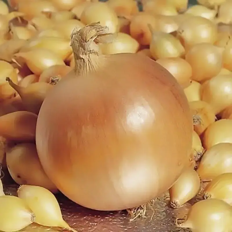 Насіння цибулі-саджанки Геркулес(Дайтона)  F1, 1 кг, Broer, Голландія 2