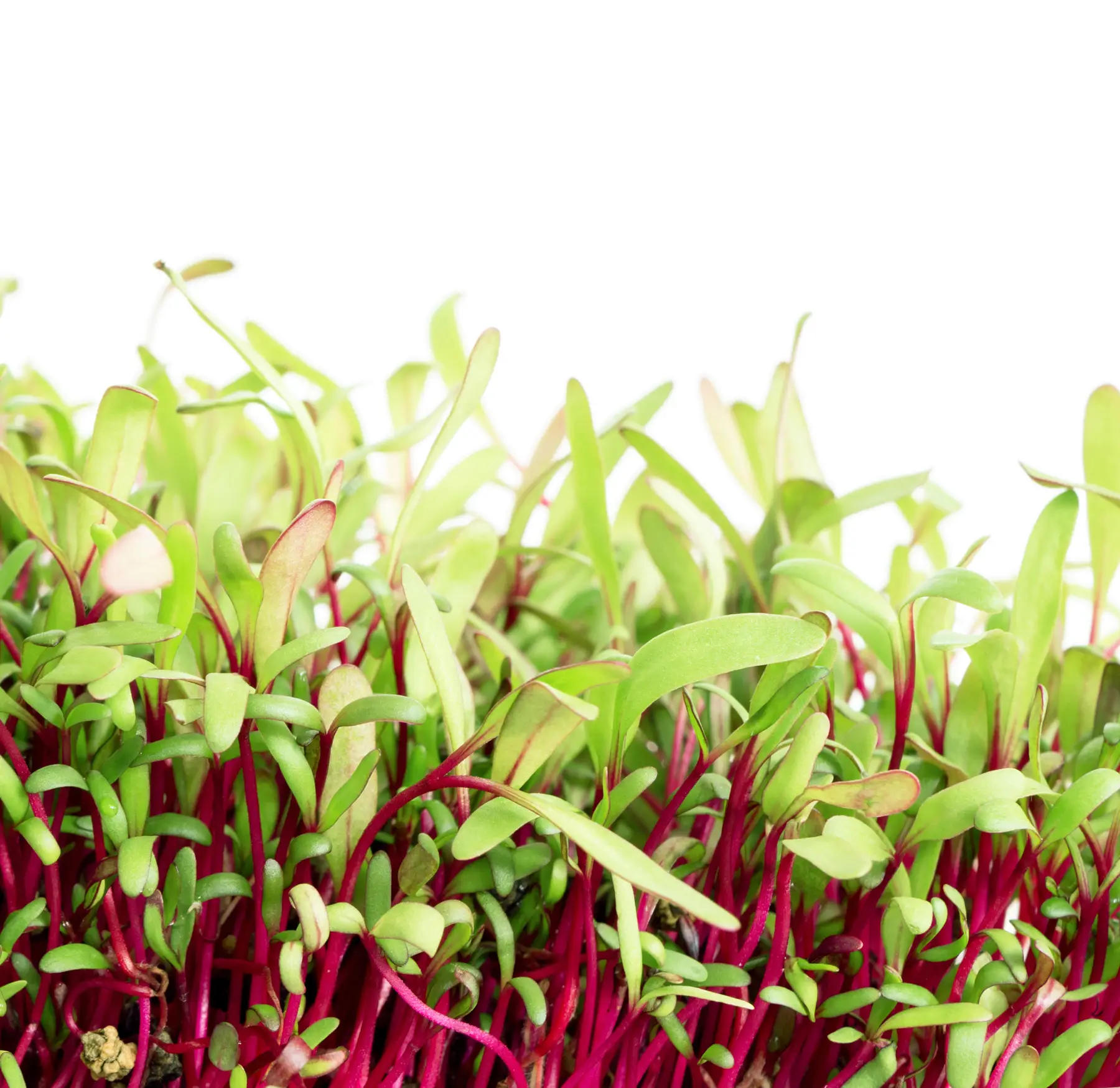 Мікрозелень мангольда, 10 г, W.Legutko, Польща, Професійне насіння 2