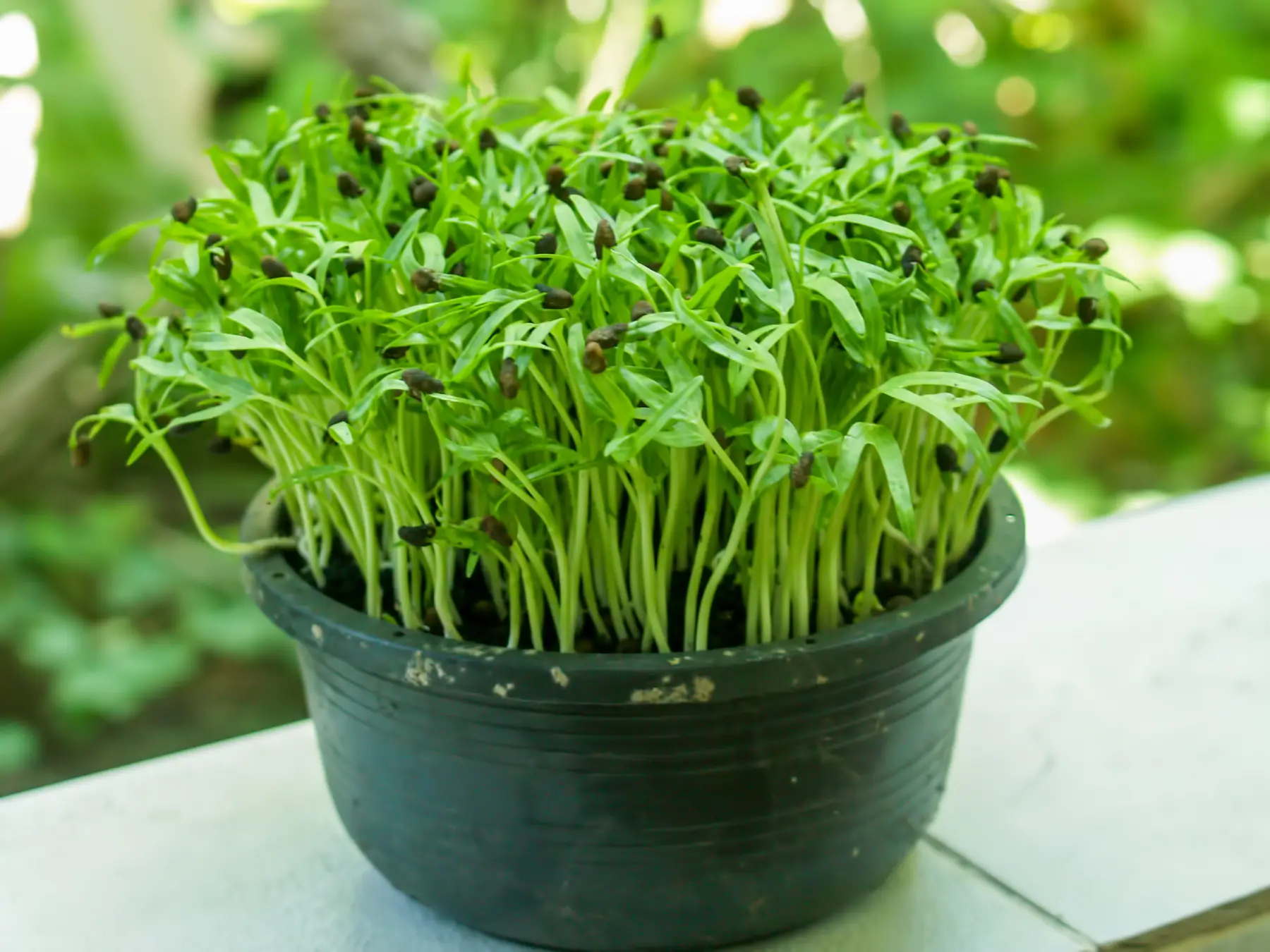 Мікрозелень шпинату 30 г, W.Legutko, Польша, Професійне насіння 2