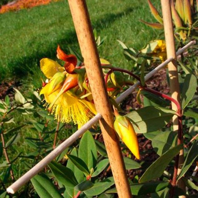 бамбукові драбини для рослин 105 см 4