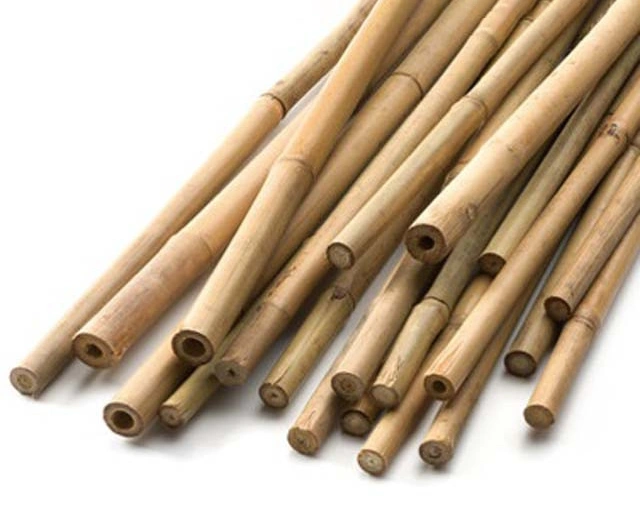 Бамбук декоративний, 105см