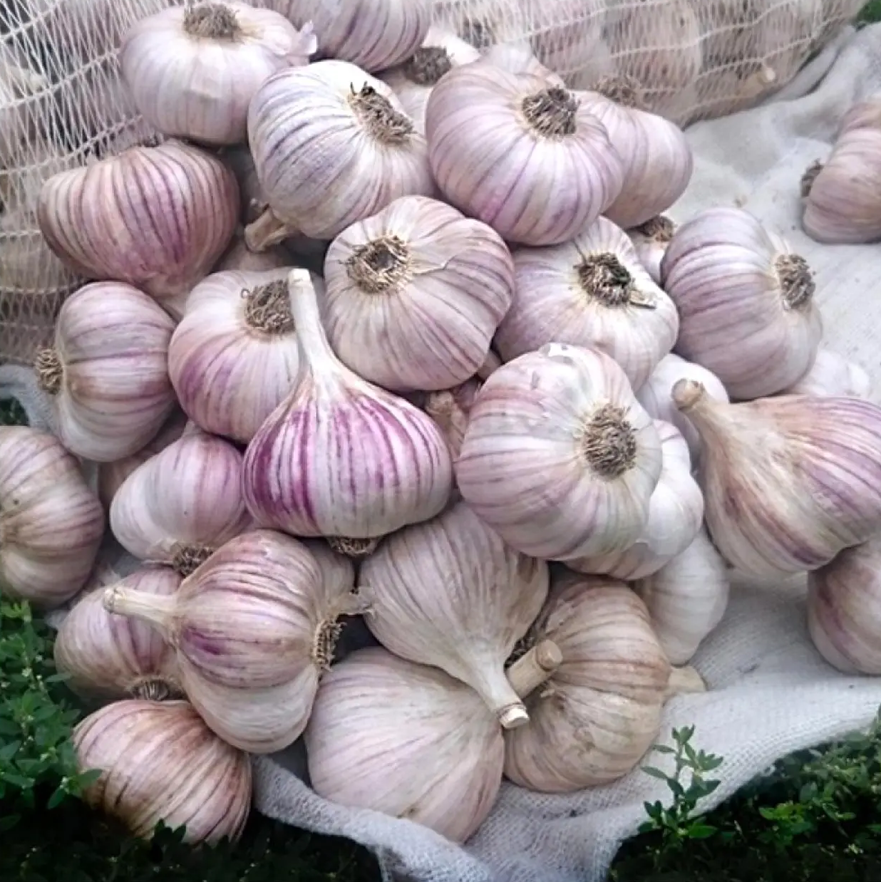 Часник посівний Любаша, 0.5 кг 2