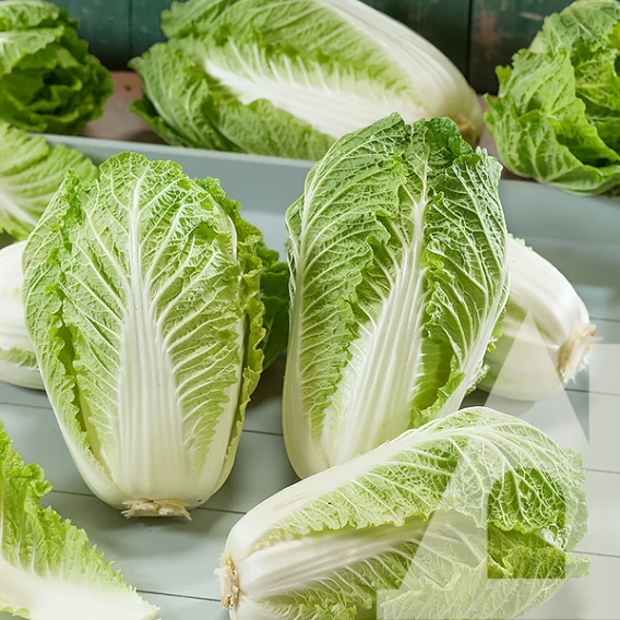 Насіння капусти пекінської Маноко F1, 20шт, Bejo Zaden, Голландія, насіння Садиба Центр 2