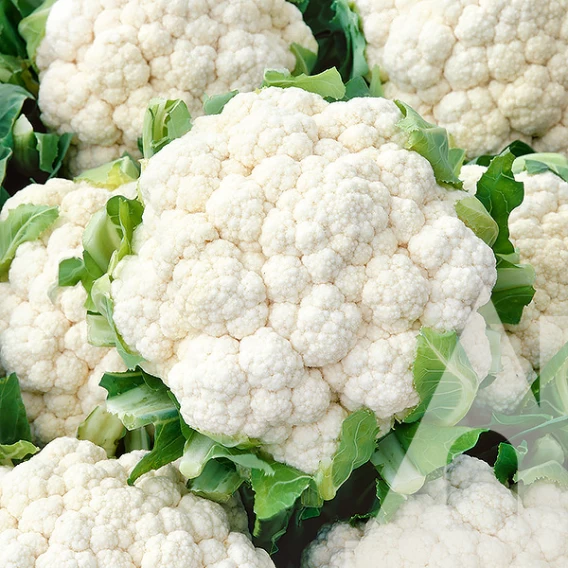 Насіння капусти кольоровий Опал F1, 15 шт, Rijk Zwaan, Голландія, Садиба Центр 1