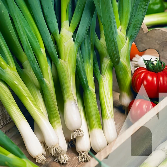 Насіння цибулі на перо Параді, 200шт, Bejo Zaden, Голландія, Садиба Центр 2