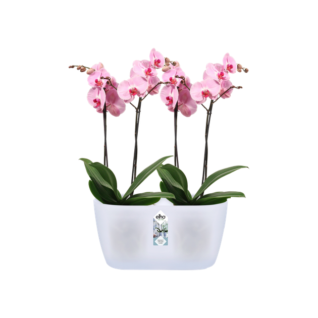 Горщик Elho brussels orchid duo25*13.4 прозорий 313395 3