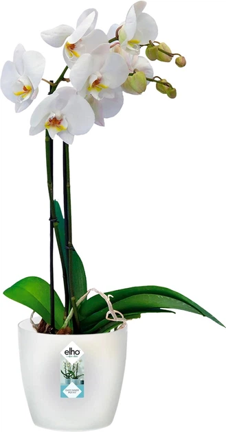 Горшик Elho brussels orchid 16 см прозорий114404  2