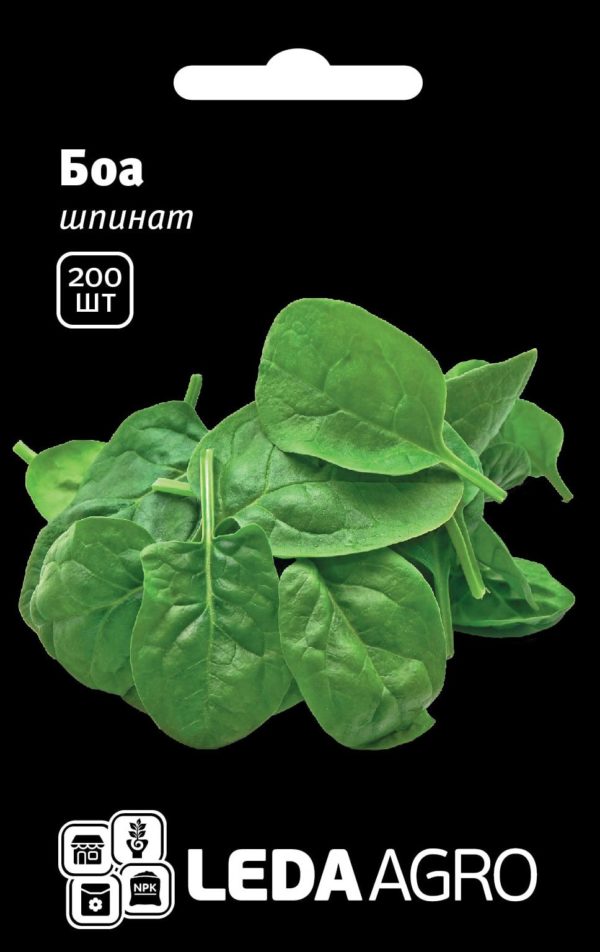 Насіння шпинату Боа, 200шт, Rijk Zwaan, Голландія, Леда Агро