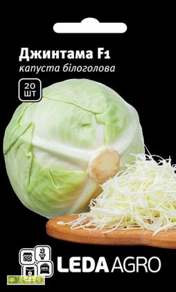 Насіння капусти Джинтама F1, 20шт, Rijk Zwaan, Голландія, насіння Леда Агро