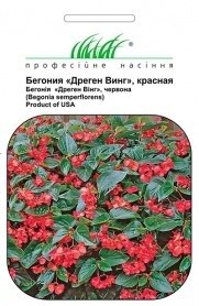 Насіння бегонії Дреген Вінг, 5шт, Pan American, США, Насіння квітів Pro seeds