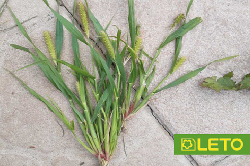 Плоскуха на газоні