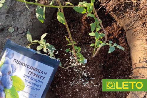 Весняна посадка лохини