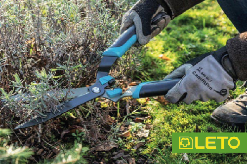 Лаванда - весняний догляд