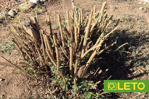 Лаванда - весняний догляд