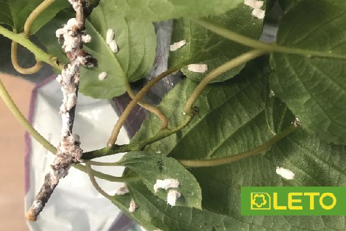 Псевдощитівка