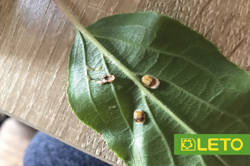 Псевдощитівка