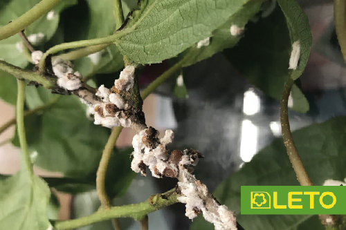 Псевдощитівка