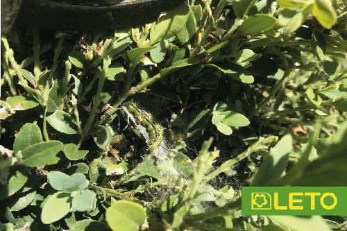 Самшитова вогнівка