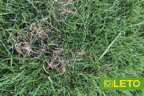 Червона нитка газону