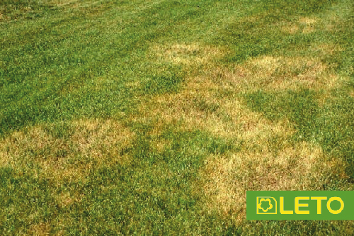 Фузаріоз газону