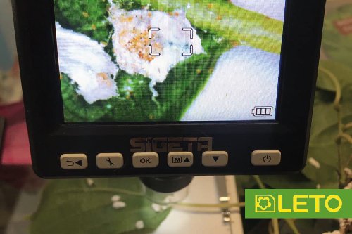 Псевдощитівка