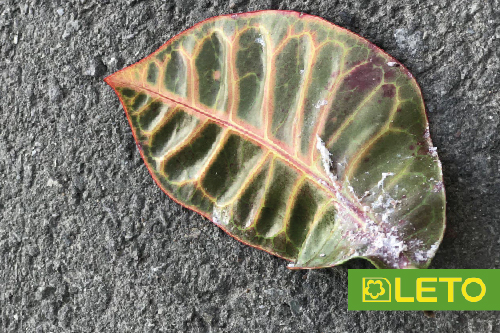 Борошнистий червець на кімнатних рослинах