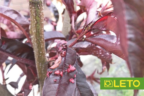 Курчавість персика