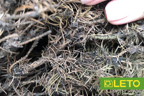 Сажистий гриб на хвойних