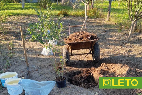 Весняна посадка лохини