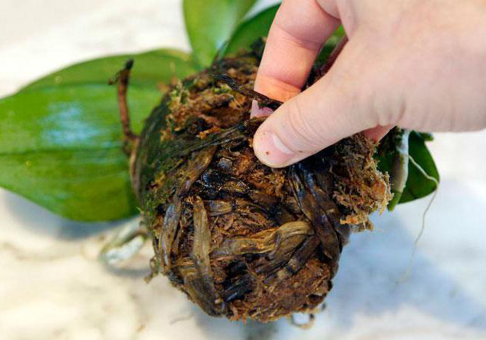 Коренева гниль орхідей