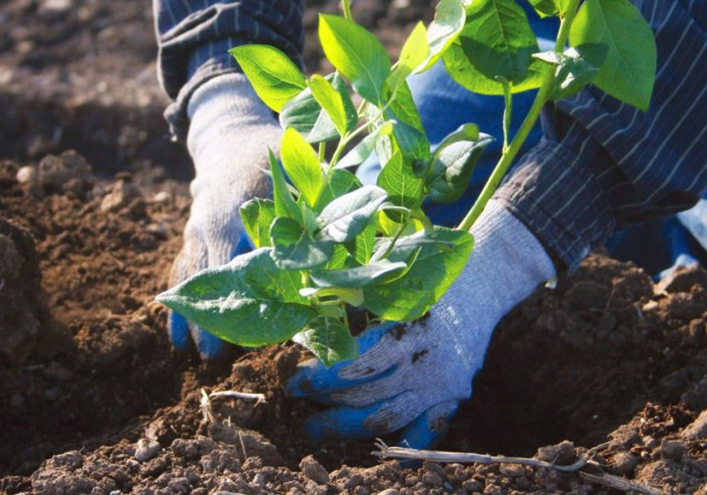 Весняна посадка лохини