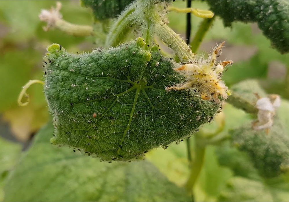 Попелиця на томатах, огірках, перці та інших овочевих культурах