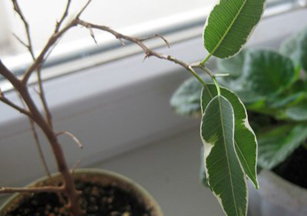 Фікус Бенджаміна скидає листя